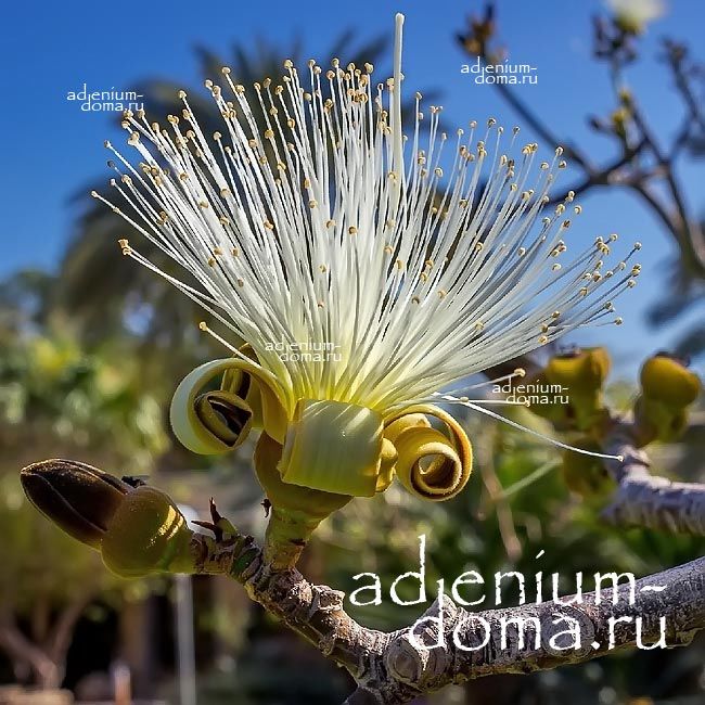 Pseudobombax ELLIPTICUM ALBUM Псевдобомбакс эллиптический белый Ложнобомбакс Эллиптикум Альбум Мексиканский баобаб 2