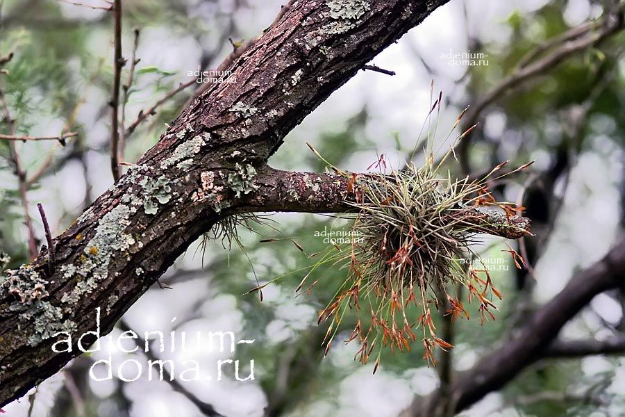 Tillandsia RECURVATA Тилландсия отогнутая Рекурвата 1