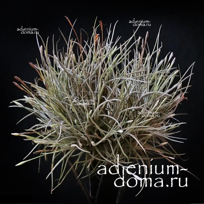 Tillandsia RECURVATA Тилландсия отогнутая Рекурвата 3