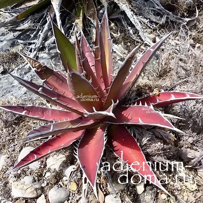 Red Agave KERCHOVEI HUAJUAPAN RED Агава Керховей уахуапанская красная 2