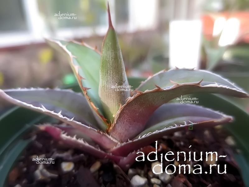 Red Agave KERCHOVEI HUAJUAPAN RED Агава Керховей уахуапанская красная 3