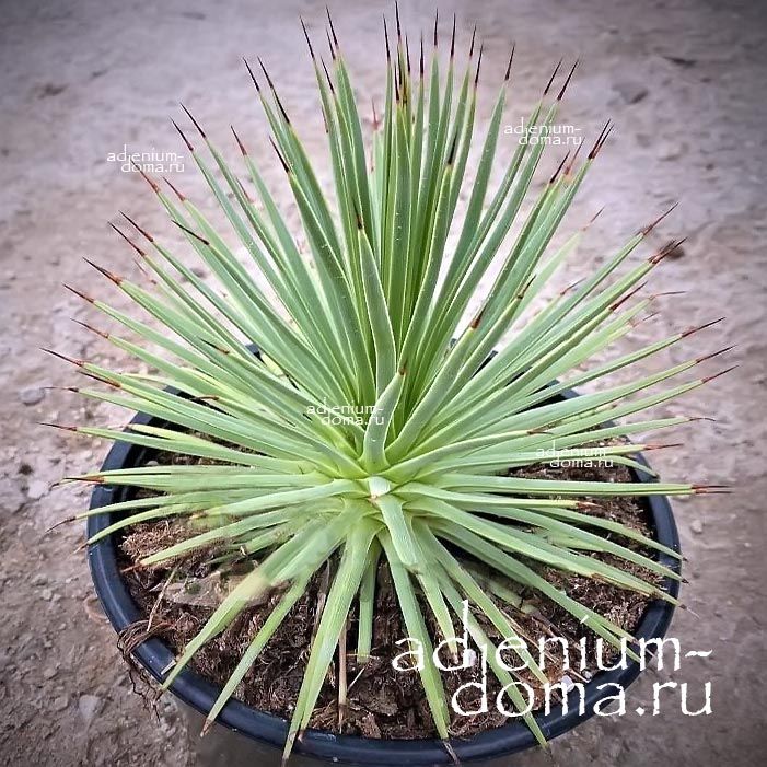 Agave STRICTA ECHINUS Агава прямая ежевидная Стрикта Эхинус 3