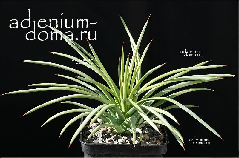 Agave STRICTA ECHINUS Агава прямая ежевидная Стрикта Эхинус 1