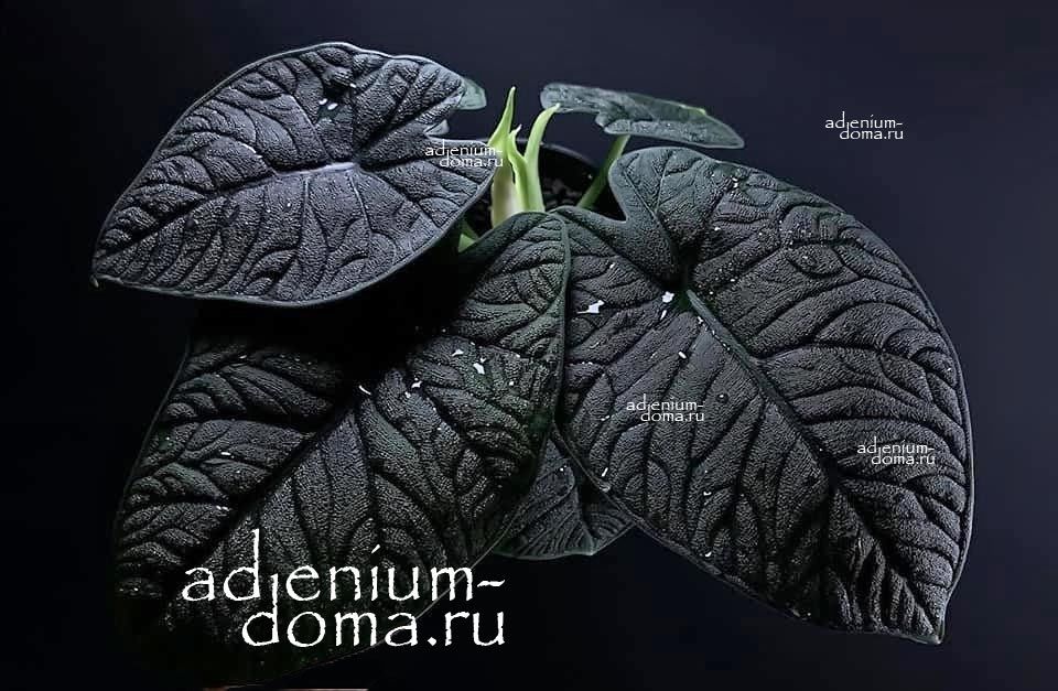 Растение Alocasia RUGOSA MELO Rhino Skin Алоказия Мело морщинистая Кожа носорога 1