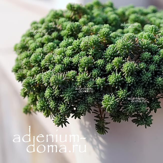 Sedum PALLIDUM Очиток бледный Седум Паллидум 1