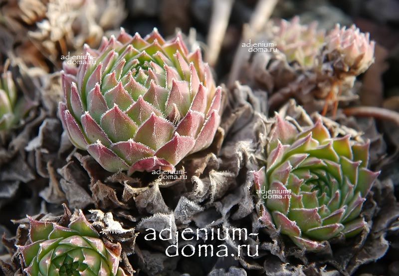 Sempervivum BREVIPILUM Молодило коротковолосое Семпервивум Бревипилум 2