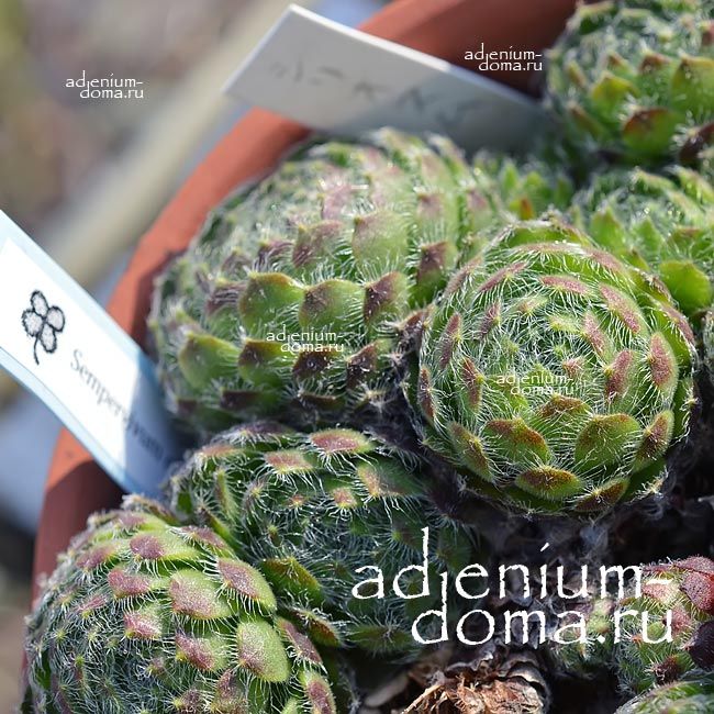 Sempervivum CILIOSUM Молодило реснитчатое Семпервивум Цилиозум 2