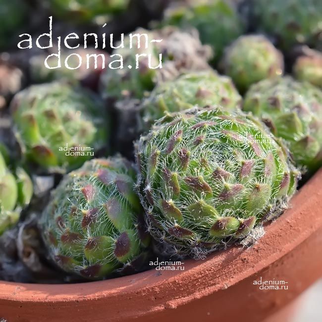 Sempervivum CILIOSUM Молодило реснитчатое Семпервивум Цилиозум 3