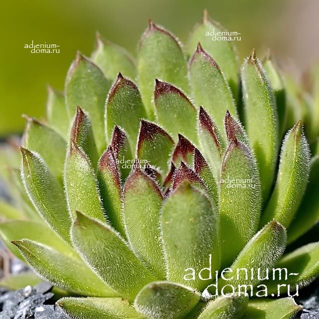 Sempervivum KOSANINII Молодило Косанина Семпервивум 2