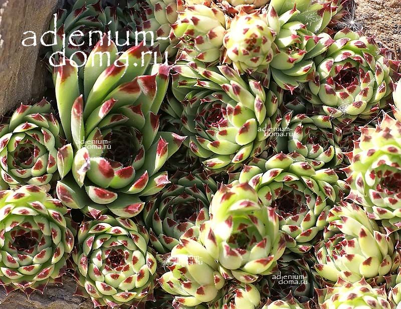 Sempervivum KOSANINII Молодило Косанина Семпервивум 3