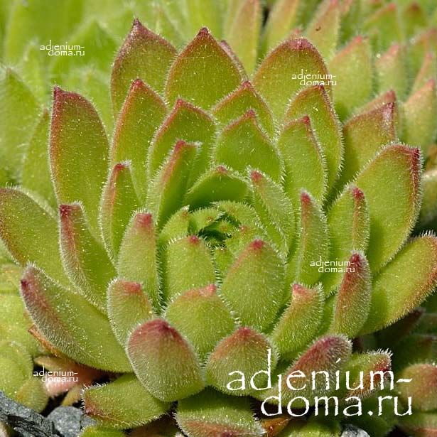 Sempervivum MINUS Молодило меньшее Семпервивум Минус 2