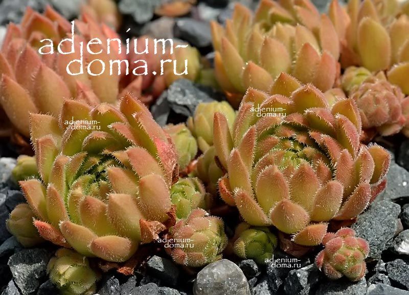 Sempervivum MINUS Молодило меньшее Семпервивум Минус 3