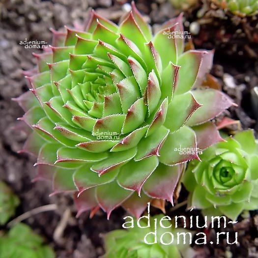 Sempervivum SOSNOWSKYI Молодило Сосновского Семпервивум 2