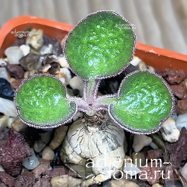 Tylecodon SINGULARIS Cotyledon Тилекодон единственный Сингулярис Котиледон 3