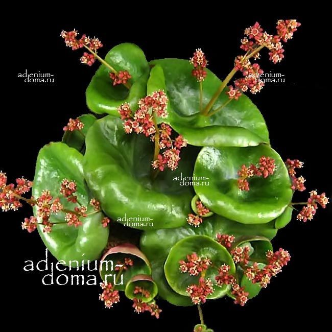 Crassula UMBELLA Крассула Умбелла Толстянка зонтичная 1