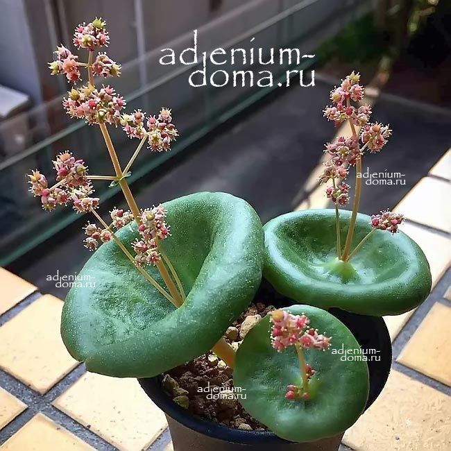 Crassula UMBELLA Крассула Умбелла Толстянка зонтичная 3