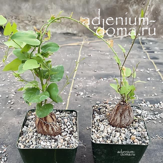 Dioscorea HEMICRYPTA Диоскорея полускрытая Хемикрипта Ямс 1