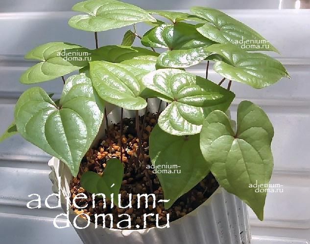 Dioscorea HEMICRYPTA Диоскорея полускрытая Хемикрипта Ямс 2