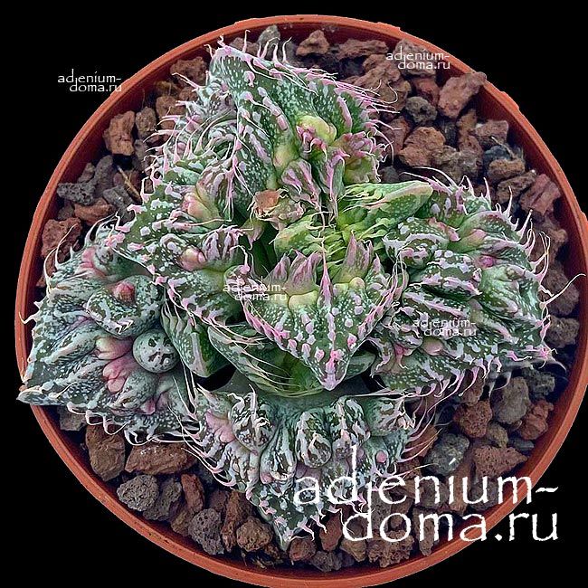 Faucaria TUBERCULOSA SUPER WARTY Фаукария бугорчатая Супер бородавчатая Супер Варти 2