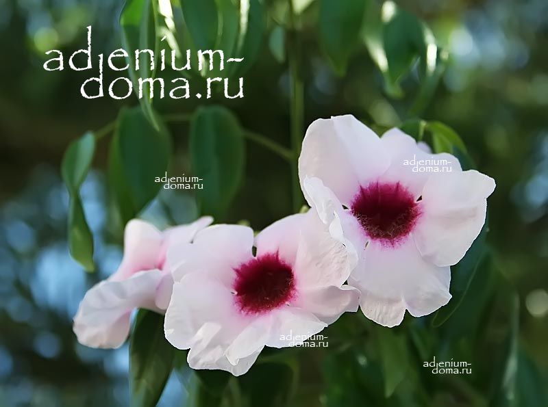 Pandorea JASMINOIDES Bower Vine Пандорея жасминовидная 3