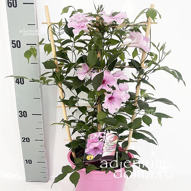 Pandorea JASMINOIDES Bower Vine Пандорея жасминовидная 1