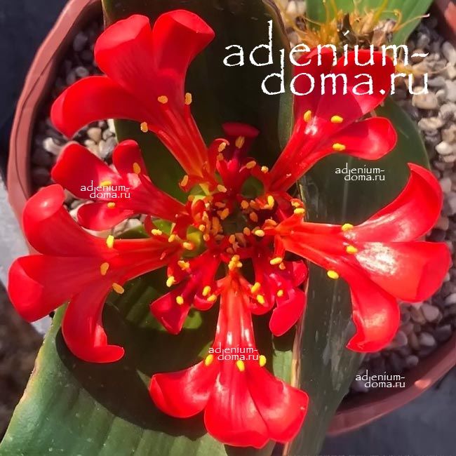 Daubenya AUREA COCCINEA Добения золотистая огненно-красная Даубения Ауреа Коцинея 3