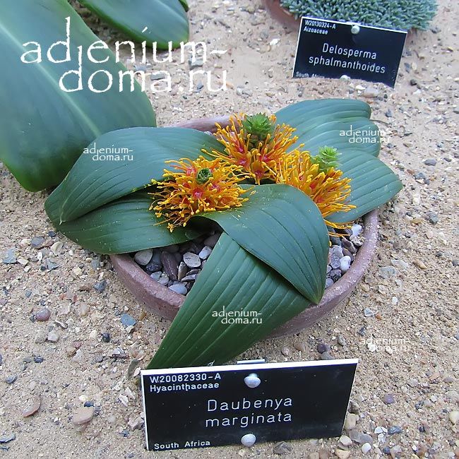 Daubenya MARGINATA Добения окаймленная Даубения Маргината 2