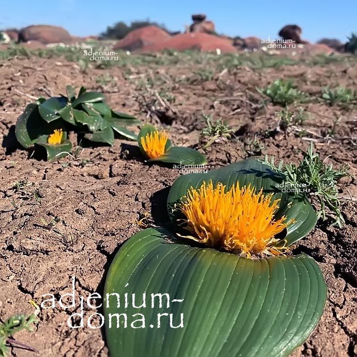 Daubenya CAPENSIS Androsiphon Добения капская Даубения Капенсис 2