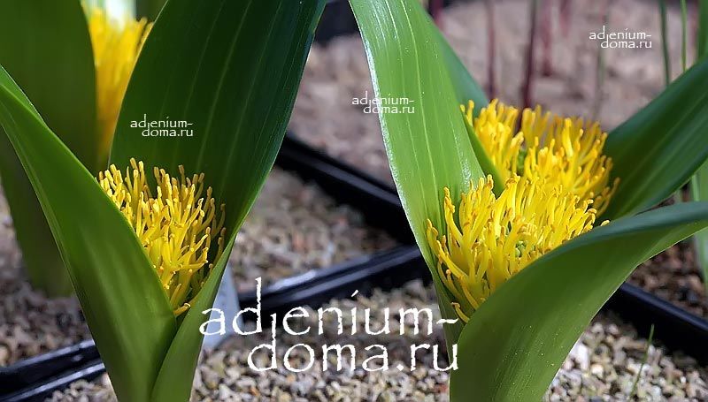 Daubenya CAPENSIS Androsiphon Добения капская Даубения Капенсис 3