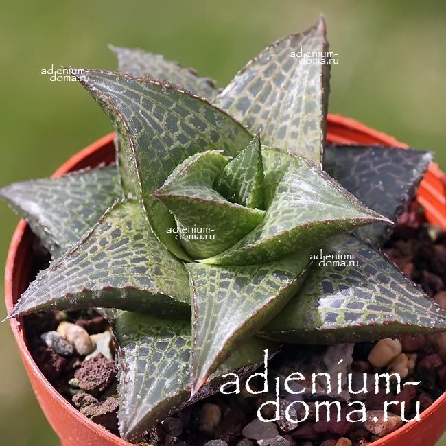 Haworthia VENOSA Haworthiopsis Хавортия жилистая Хавортиопсис Веноза 2