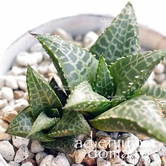 Haworthia VENOSA Haworthiopsis Хавортия жилистая Хавортиопсис Веноза 3