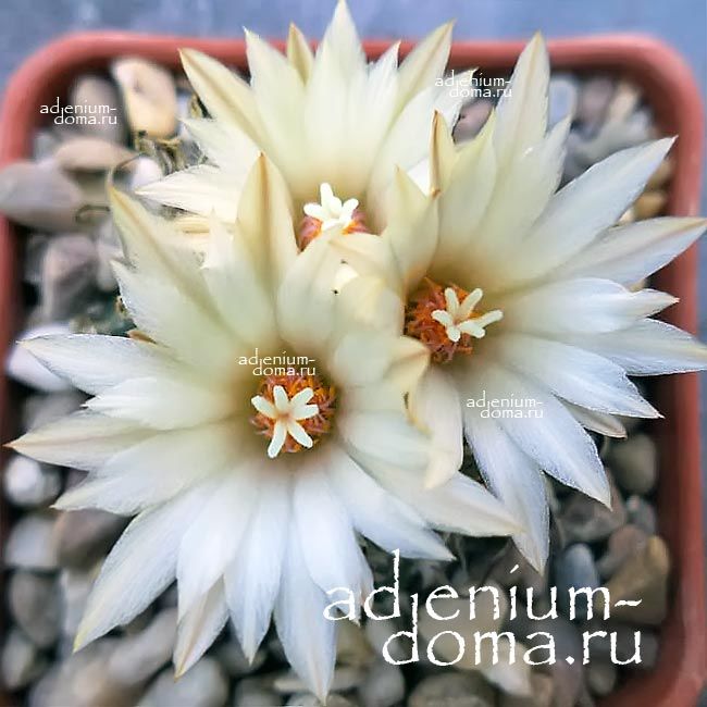 Turbinicarpus SCHMIEDICKEANUS Турбиникарпус Шмидике (Шмидикеанус) 2