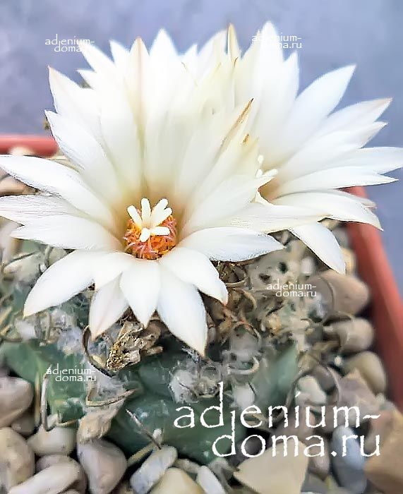 Turbinicarpus SCHMIEDICKEANUS Турбиникарпус Шмидике (Шмидикеанус) 3