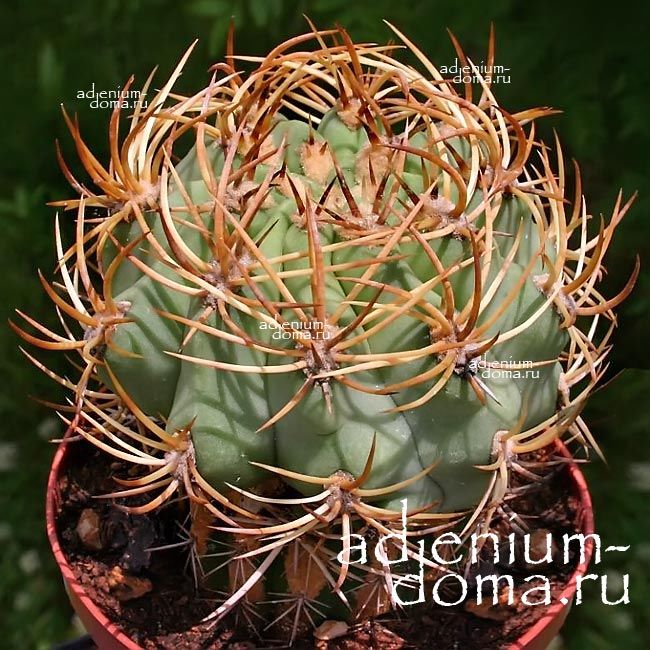 Eriosyce AURATA Echinocactus SANDILLON Эриосице золотистая Аурата 3