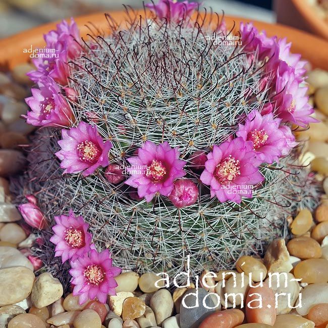 Mammillaria ZEILMANNIANA Маммилярия Цельмана Зейльмана Цайльманна 1