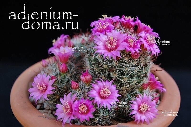 Mammillaria ZEILMANNIANA Маммилярия Цельмана Зейльмана Цайльманна 3