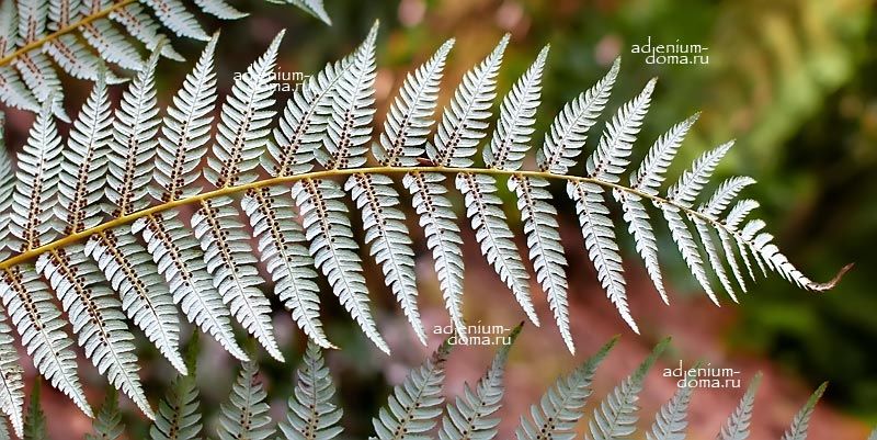 Cyathea DEALBATA Циатея серебристая Капонга Деалбата 3