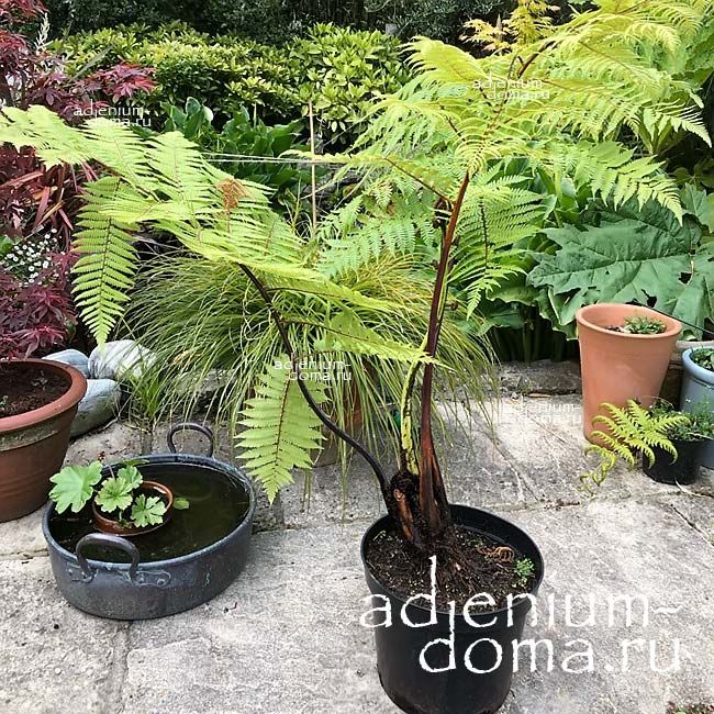 Cyathea MEDULLARIS Sphaeropteris Mamaku Циатея сердцевидная Черная папоротниковая пальма Мамаку 2