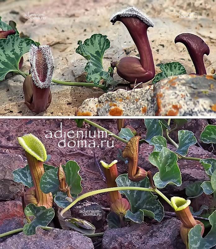 Aristolochia CHILENSIS Аристолохия чилийская Кирказон 1