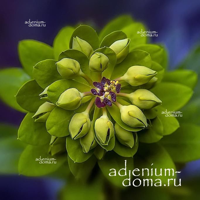 Euphorbia CHARACIAS Молочай средиземноморский Эуфорбия скульптурная Харациас 3