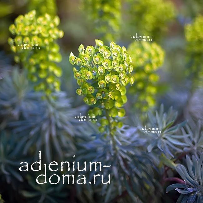 Euphorbia CHARACIAS Молочай средиземноморский Эуфорбия скульптурная Харациас 4