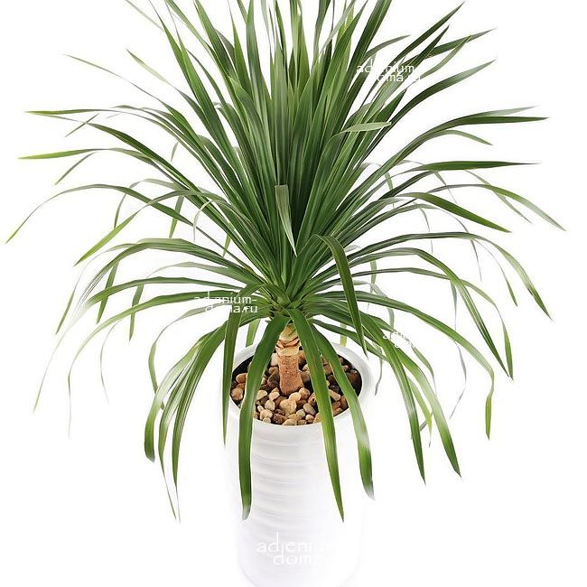 Dracaena COCHINCHINENSIS Драцена кохинхинская Тайское драконово дерево 3