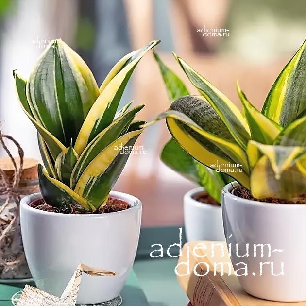 Растение SANSEVIERIA TRIFASCIATA HAHNII JADE PAGODA Сансевьера трехполосая Хана Нефритовая пагода Сансевиерия Трифасциата Хани Жадэ 2