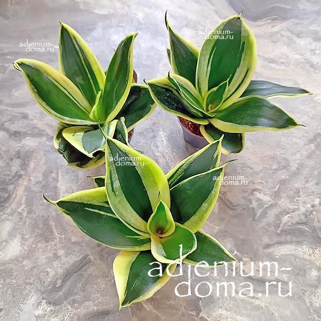 Растение SANSEVIERIA TRIFASCIATA HAHNII JADE PAGODA Сансевьера трехполосая Хана Нефритовая пагода Сансевиерия Трифасциата Хани Жадэ 3