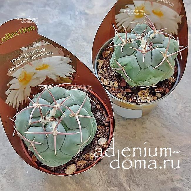 Растение Thelocactus HEXAEDROPHORUS Телокактус шестигранный Хексадрофорус 2