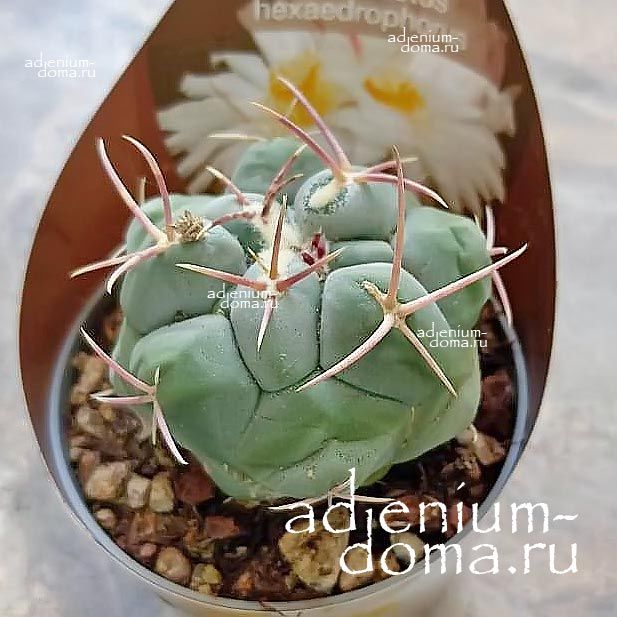 Растение Thelocactus HEXAEDROPHORUS Телокактус шестигранный Хексадрофорус 3