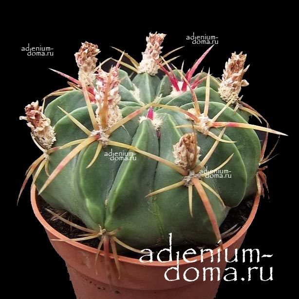 Растение Ferocactus MACRODISCUS Ферокактус Макродискус крупнодисковый 2