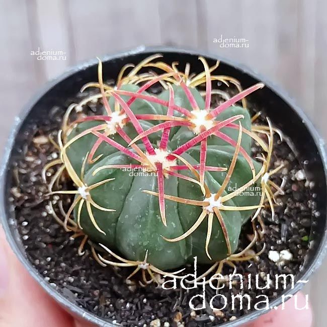 Растение Ferocactus MACRODISCUS Ферокактус Макродискус крупнодисковый 3