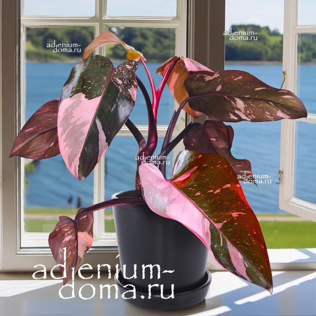 Растение Philodendron PINK PRINCESS Филодендрон Розовая Принцесса Пинк Принцесс 2