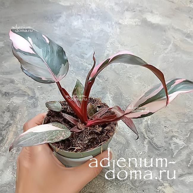 Растение Philodendron PINK PRINCESS Филодендрон Розовая Принцесса Пинк Принцесс 3